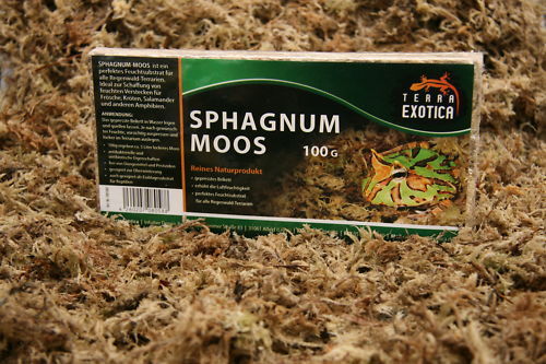 Sphagnum Moos